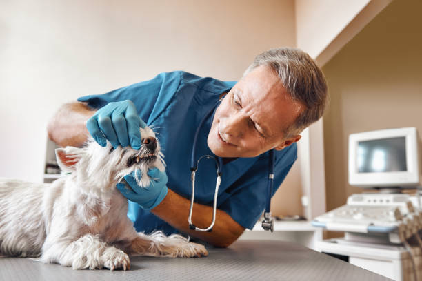 Best Emergency Dental Care for Trauma or Injury in Experiment, GA